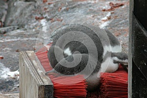 Penguin resting on shoebrush