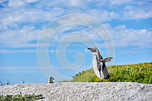 Penguin on a rock on blue cloudy sky with copy space. One flightless bird on a boulder. Endangered black footed or Cape