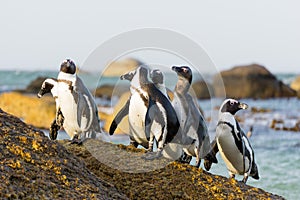 Penguin Rock Group
