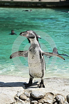 Penguin on a rock isolated. Little penguin isolated