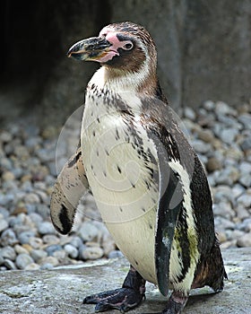 Penguin on Rocks