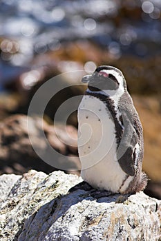 Penguin on the rocks