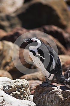 Penguin on the rocks