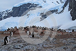 Penguin Rookery