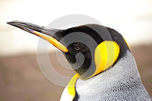 Penguin royal