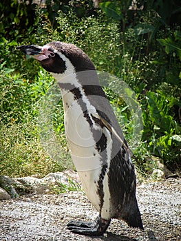 Penguin in a Russian zoo.