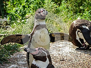 Penguin in a Russian zoo.