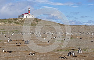 Penguin`s colony on the Magdalena Island