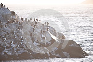 Penguin\'s on a rock at Kangaroo Island