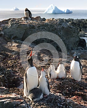 Penguin's singing lessions