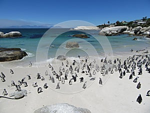 Penguin Sanctuary Boulders Beach