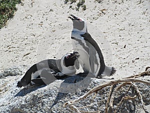 Penguin Sanctuary Couple Romance