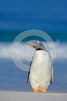 Penguin in the sea. Bird with blue waves. Ocean wildlife. Funny image. Gentoo penguin jumps out of blue water while swimming throu