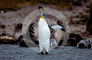 Penguin and sea lions