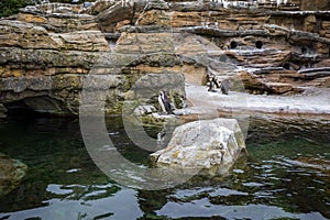 Penguin in Seattle Woodland Park Zoo