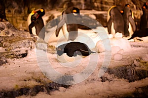 The penguin in seaworld