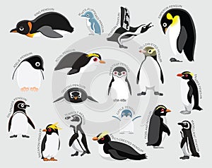 Penguin Set Various Kind Identify Cartoon Vector