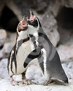 Penguin singing duet