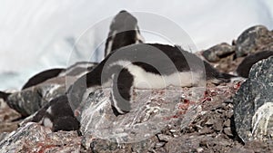 Penguin sleep on a rock