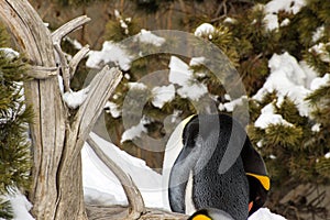 Penguin sleeping outside in the snow standing up