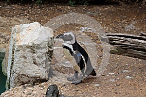 The Penguin. Spheniscids Spheniscidae are a family of birds commonly known as penguins.