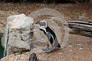 The Penguin. Spheniscids Spheniscidae are a family of birds commonly known as penguins. photo