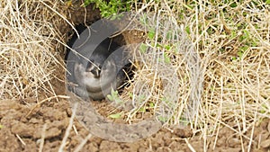 Penguin, Sphenisciformes Spheniscidae, hidden in the ground at Nobbies centre in Australia