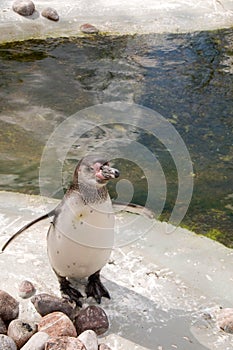 Penguin (Spheniscus humboldti)