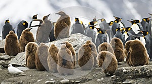 Penguin Squabble photo