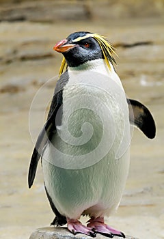 Penguin standing on rock