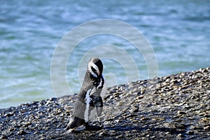 Penguin standing on a rock