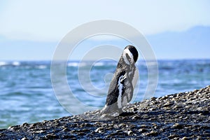 Penguin standing on a rock