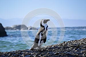 Penguin standing on a rock