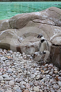 Penguin Standing on a Rock and Looking Right