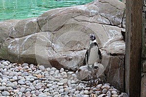 Penguin Standing on a Rock and Looking Straight