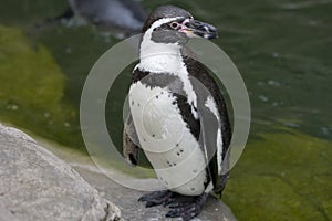 Penguin standing on rocks