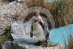 Penguin standing on a rocky shoreline, looking out at the tranquil ocean beyond