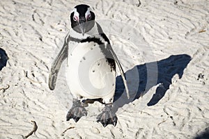 Penguin standing on sand