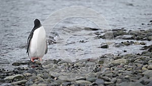 The penguin stands on a pebble in the water. Andreev.