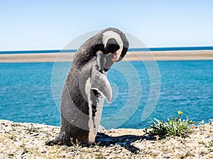 Penguin sunbathing on the beaches photo