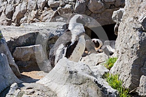 Penguin Sunbathing near its burrow