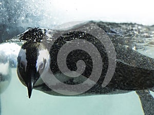 Penguin swimming