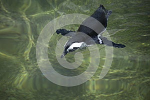 Penguin swimming