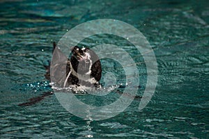 Penguin swimming in an azur water