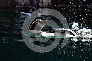 Penguin swimming in one of the oceanographic ponds