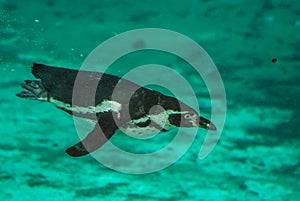 Penguin Swimming Underwater in Pool in ZSL London Zoo photo