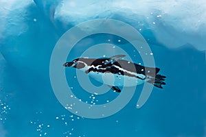 The penguin swims