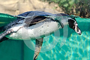 penguin swims in water. Humboldt penguin diving in pool at zoo. Selective focus, close-up