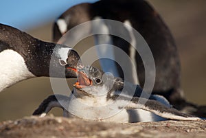 Penguin Taking Care of Its Young