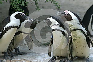 Pinguino parlare 
